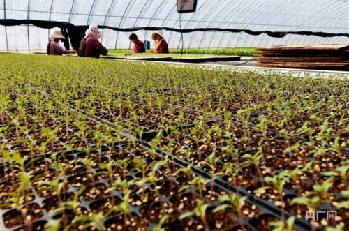 洛陽市孟津區送莊鎮 袖珍致富瓜的工廠化育苗與谷物種植新篇章