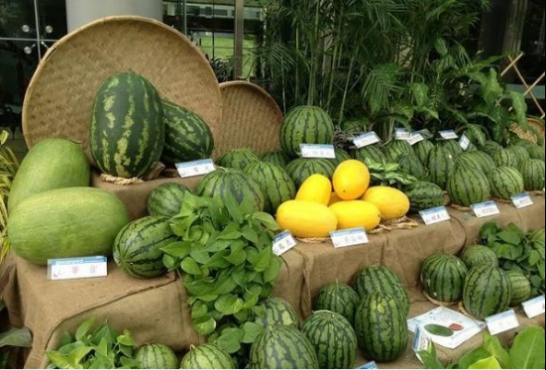 鄉村振興添“才”力！廬陽區5名“新農人”獲評高級職稱