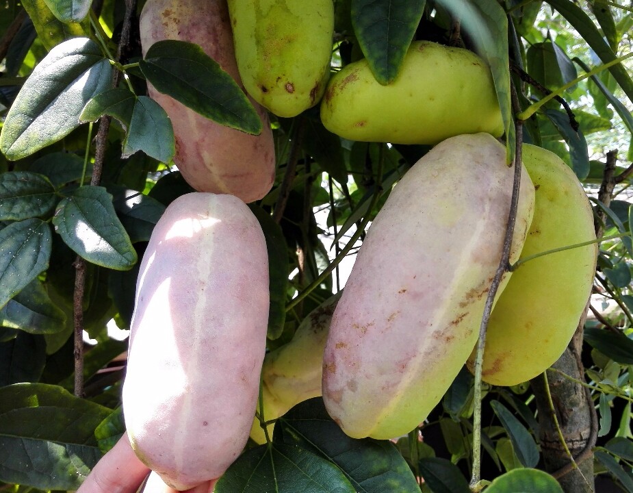 金谷八月瓜 優(yōu)質(zhì)果樹苗與種植技術(shù)解析